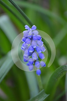 muscari bluebell grape hyacinth flower