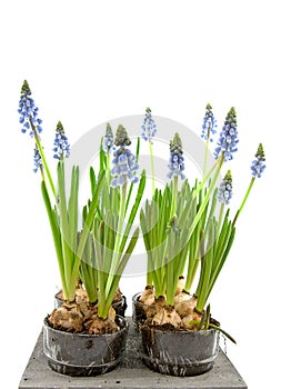 Muscari botryoides flowers photo