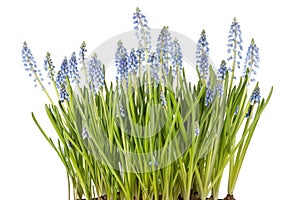 Muscari botryoides flowers (blue grapes)