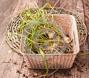 Muscari bulbs in basket at the end of the growing season