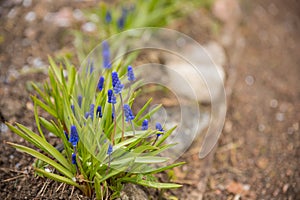 Muscari bulbs in a flower border covered in snow in spring. Sunny spring day. Mouse hyacinth. Blue flowers in a flower