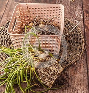 Muscari bulbs in pots with dried leaves at the end of the growing season