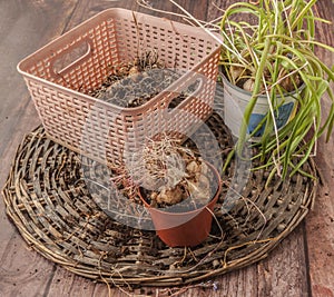Muscari bulbs in pots with dried leaves at the end of the growing season