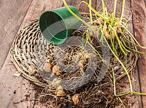 Muscari bulbs in pots with dried leaves at the end of the growing season