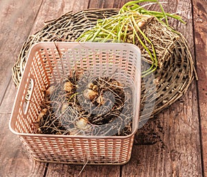 Muscari bulbs in pots with dried leaves at the end of the growing season