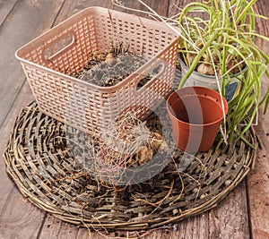 Muscari bulbs in pots with dried leaves at the end of the growing season