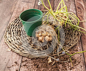 Muscari bulbs in pots with dried leaves at the end of the growing season