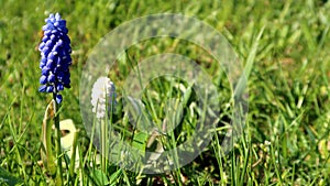 Muscari, common name: grape hyacinth