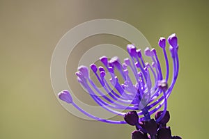 Muscari comosum, tassel hyacinth violet flower in a soft background