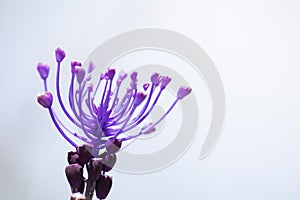 Muscari comosum, tassel hyacinth violet flower in a soft background