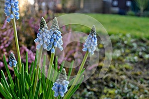 Muscari flower