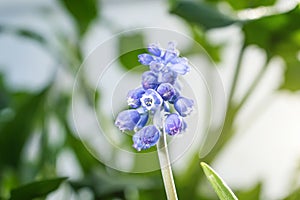 Muscari flower blooming in spring.