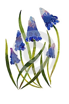 Muscari flower blossom plants watercolor illustraion on paper