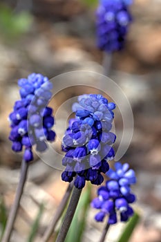 Muscari flower.