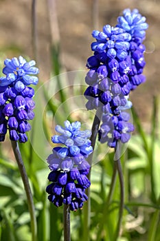 Muscari flower.