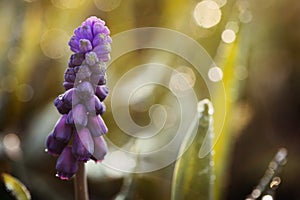 Muscari flower closeup with raindrops photo