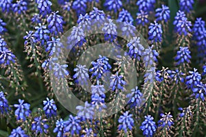 Muscari flower in the garden