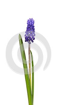 Muscari flower isolated on white background. Grape Hyacinth. Beautiful spring flowers.