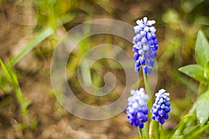 Muscari flower macro and close-up, blossom, blue and purple color flower head