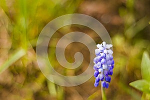 Muscari flower macro and close-up, blossom, blue and purple color flower head