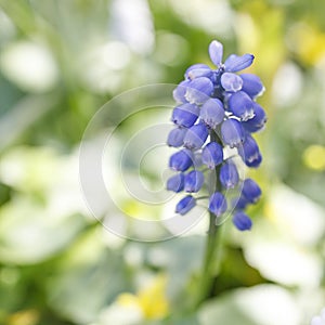 Muscari flower. Muscari armeniacum.