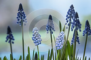 The muscari flower. muscari, muscari flowers and green leaves on the background.muscari