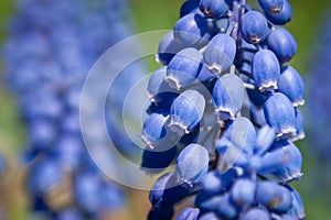 Muscari flowers