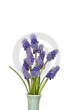 Muscari flowers blue grape hyacinth isolated