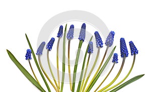 Muscari flowers blue grape hyacinth isolated on white background