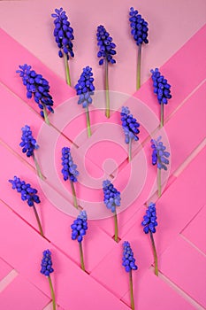 muscari flowers card. Grape Hyacinth, Muscari armeniacum.Purple muscari in striped geometric background. Floral pattern