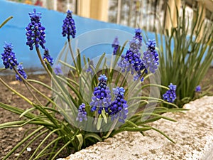 muscari flowers on a flower bed in spring in April