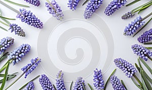 Muscari flowers frame on light background with copyspace for your text photo