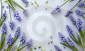 Muscari flowers frame on light background with copyspace for your text photo