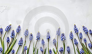 Muscari flowers frame on light background with copyspace for your text photo