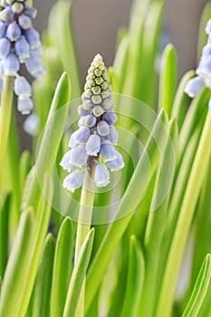 Muscari flowers grape hyacinth