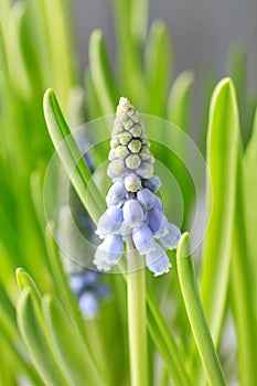 Muscari flowers grape hyacinth