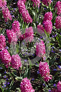 Muscari flowers in holland garden Keukenhof, Netherlands