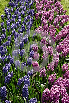 Muscari flowers in holland garden Keukenhof, Netherlands