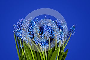 Muscari flowers isolated on blue background