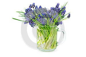 Muscari flowers isolated on white