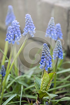 Muscari flowers, Muscari armeniacum, Grape Hyacinths spring flowers blooming in april and may. Muscari armeniacum plant with blue