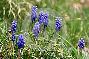 Muscari flowers, Muscari armeniacum, Grape Hyacinths spring flowers blooming in april and may. Muscari armeniacum plant with blue