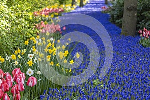 Muscari flowers (Muscari armeniacum) and Narcissus jonquilla, rush narcis in Keukenhof flower garden, Lisse, Netherlands