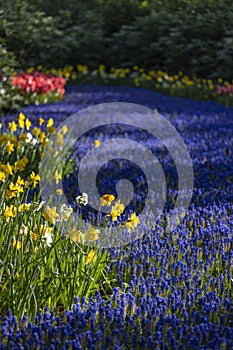 Muscari flowers (Muscari armeniacum) and Narcissus jonquilla, rush narcis in Keukenhof flower garden, Lisse, Netherlands