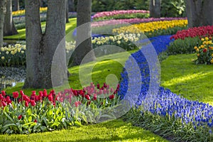 Muscari flowers (Muscari armeniacum) and Narcissus jonquilla, rush narcis in Keukenhof flower garden, Lisse, Netherlands