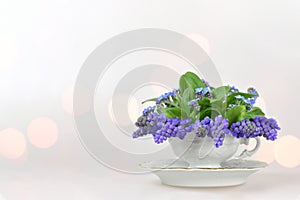 Muscari flowers in the vintage cup