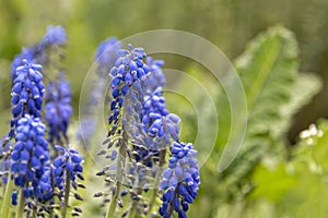 Muscari fresh blue flowers in the park. First spring flowers, closeup, selective focus.