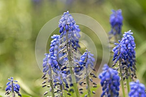 Muscari fresh blue flowers in the park. First spring flowers, closeup, selective focus.