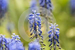 Muscari fresh blue flowers in the park. First spring flowers, closeup, selective focus.