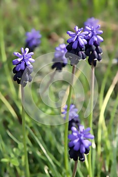 Muscari in bloom in the fields in the spring photo